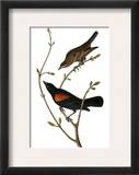 Audubon: Blackbird
