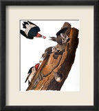 Audubon: Woodpecker