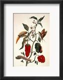 Pepper Plant