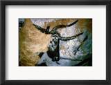 Bull: Lascaux  France
