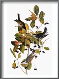 Audubon: Warbler
