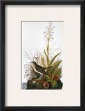 Audubon: Thrush