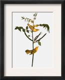 Audubon: Warbler  1827-38