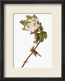 Audubon: Warbler  1827-38