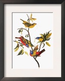 Audubon: Sparrows