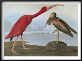 Audubon: Scarlet Ibis