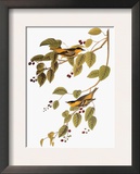 Audubon: Warbler