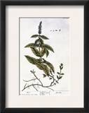 Mint Plant  1735
