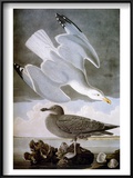 Audubon: Gull
