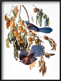 Audubon: Scrub Jay  1827-38