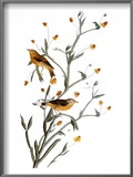 Audubon: Warbler  1827-38
