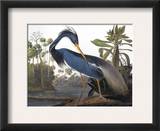 Audubon: Heron  1827