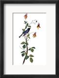 Audubon: Warbler  1827-38