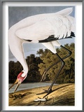 Audubon: Whooping Crane