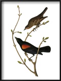 Audubon: Blackbird