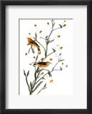 Audubon: Warbler  1827-38