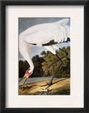 Audubon: Whooping Crane