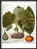 Gourd  Taro  & Pumpkin