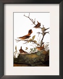 Audubon: Wren