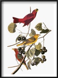 Audubon: Tanager