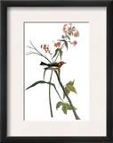Audubon: Warbler  1827-38