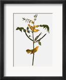 Audubon: Warbler  1827-38