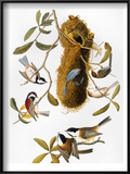 Audubon: Titmouse