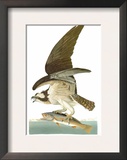 Audubon: Osprey
