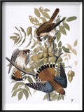 Audubon: Kestrel  1827