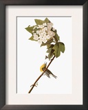Audubon: Warbler  1827-38