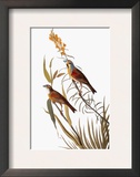 Audubon: Dickcissel