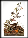 Audubon: Ovenbird