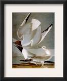 Audubon: Gull