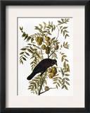 Audubon: Crow