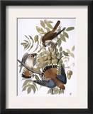 Audubon: Kestrel  1827