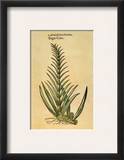 Sugar Cane  1597