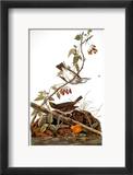 Audubon: Ovenbird