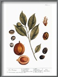 Nutmeg  1735