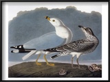 Audubon: Gull