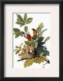 Audubon: Robin