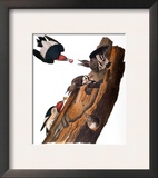 Audubon: Woodpecker