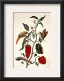 Pepper Plant