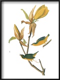 Audubon: Warbler