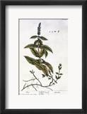 Mint Plant  1735