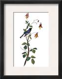 Audubon: Warbler  1827-38