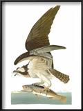Audubon: Osprey
