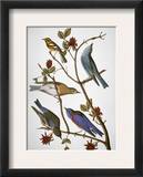 Audubon: Bluebirds