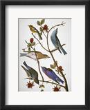Audubon: Bluebirds