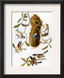 Audubon: Titmouse