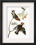 Audubon: Waxwing